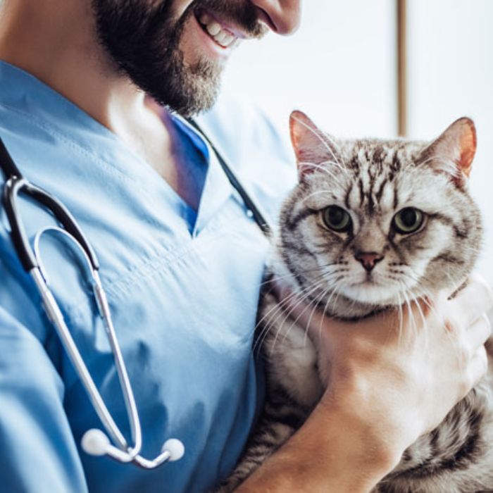 vet carrying cat