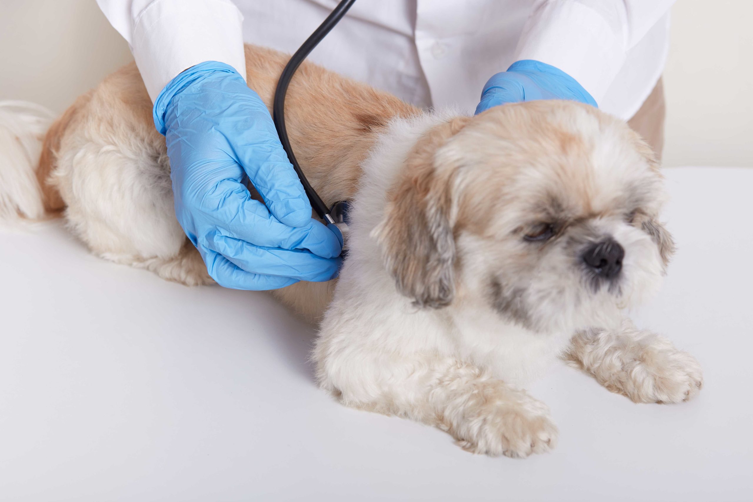 A Dog Getting Examined by a Veterinarian
