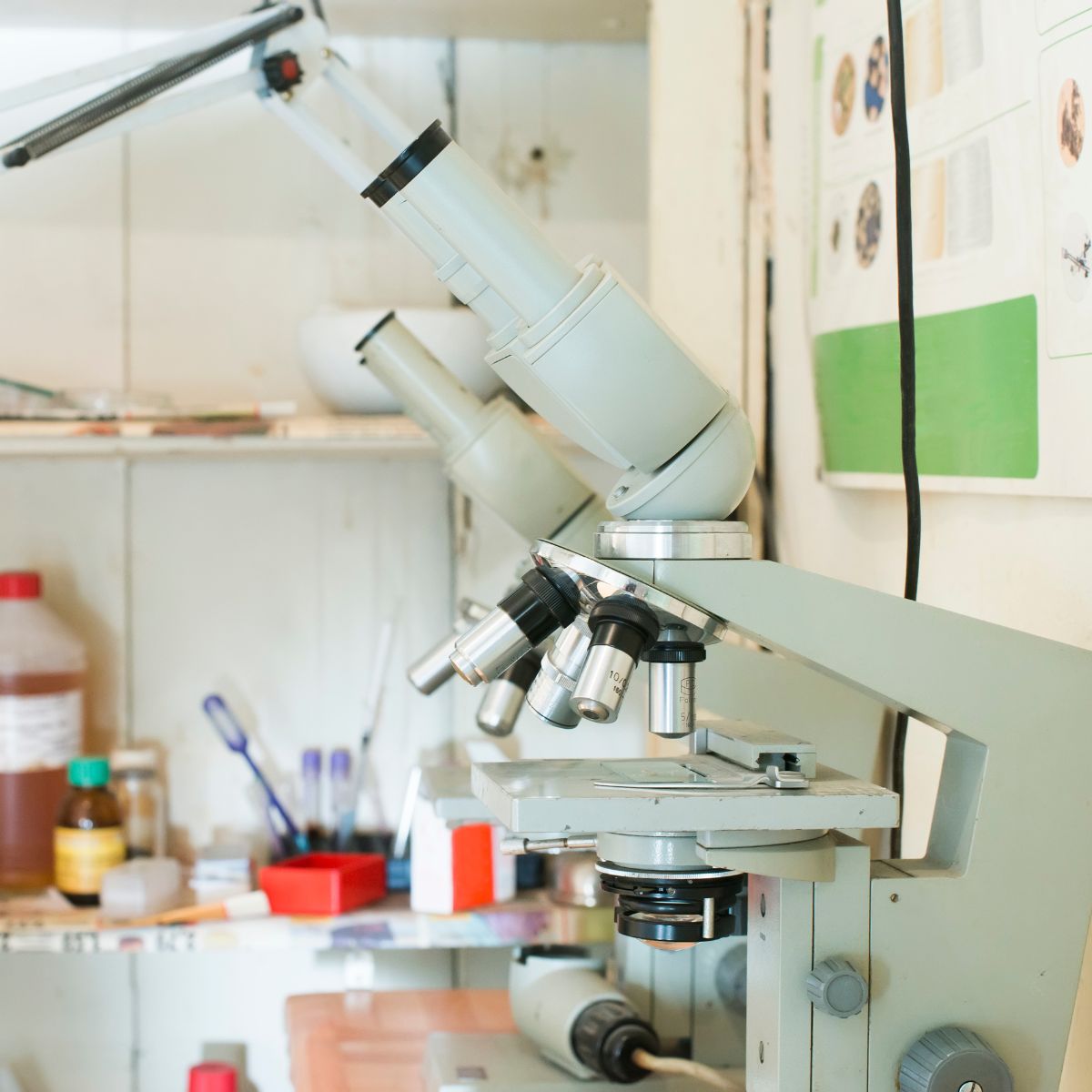 pet in-house lab work