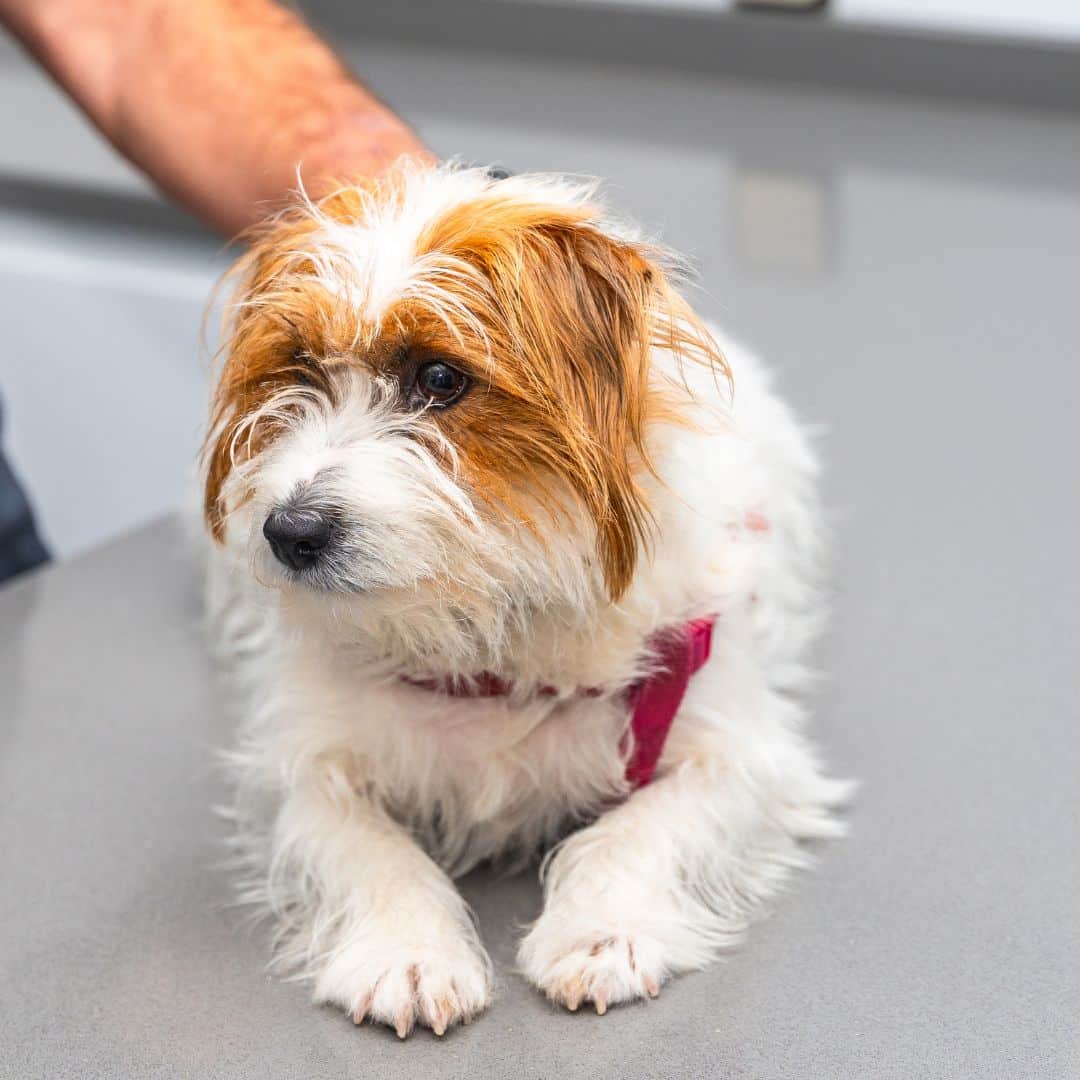 A small dog on a clinic examination table